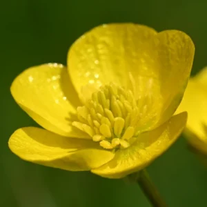 Fleur de bouton d'or