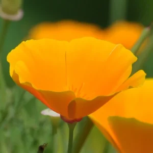 Fleur eschscholzia