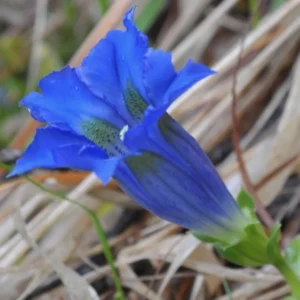 Fleur gentiane de Koch