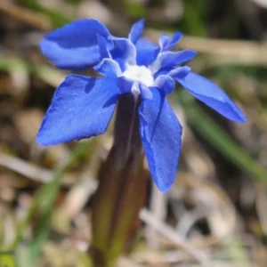 Fleur gentiane printanière