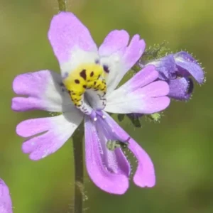 Fleur orchidée du pauvre