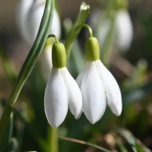 Fleur perce neige